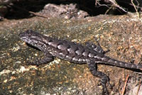 Prairie Lizard