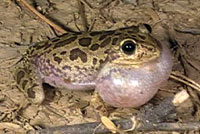 Lowland Burrowing Treefrog