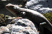 Western Sagebrush Lizard