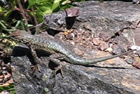 Western Sagebrush Lizard