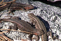 Western Sagebrush Lizards