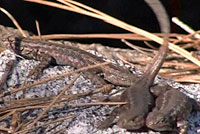 Western Sagebrush Lizards