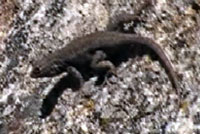 Southern Sagebrush Lizard