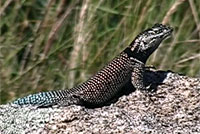 Yarrow's Spiny Lizard