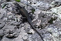 Yarrow's Spiny Lizard