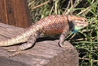 yellow-backed spiny lizard