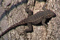 San Joaquin Fence Lizard