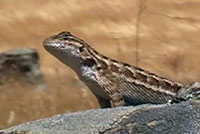 Coast Range Fence Lizard