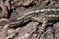 Coast Range Fence Lizard