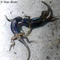 Great Basin Fence Lizard