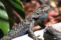 Great Basin Fence Lizard