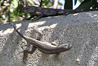 Great Basin Fence Lizard