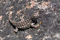 Sierra Fence Lizard