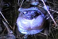 Great Basin Spadefoot