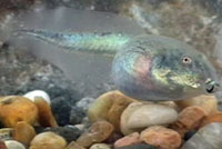 Chihuahuan Desert Spadefoot