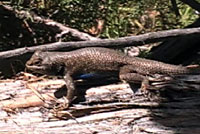 plateau fence lizard