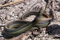 Santa Cruz Gartersnake