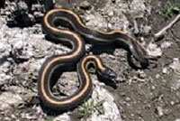 Diablo Range Gartersnake Habitat