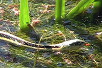 Diablo Range Gartersnake Habitat