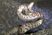 California Lyresnake