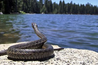 Sierra Gartersnake