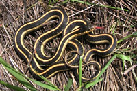 Mountain Gartersnake