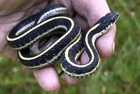 Mountain Gartersnakes