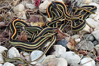 Mountain Gartersnakes