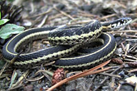 Mountain Gartersnake