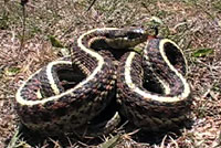 Coast Gartersnake