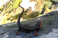 Rough-skinned Newt