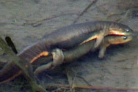 Rough-skinned Newt