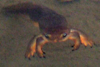 Rough-skinned Newt