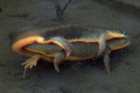 Rough-skinned Newt