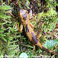 Rough-skinned Newt 