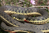 Two-striped Gartersnake