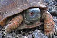 Desert Box Turtle