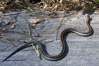 Northwestern Gartersnake