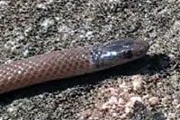 Western Black-headed Snake