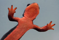 Red-bellied Newt