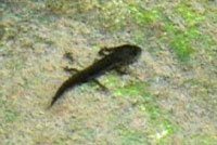 Red-bellied Newt larva