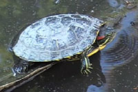 Red-eared Slider