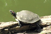 Red-eared Slider