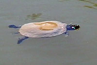 Red-eared Slider