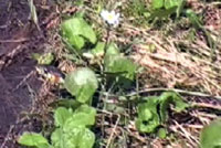 Valley Gartersnake