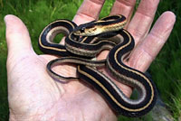 Valley Gartersnake