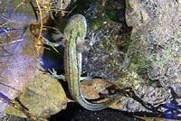 Sierra Newt larva