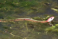 California Red-sided Gartersnake