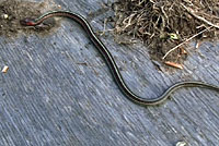 California Red-sided Gartersnake