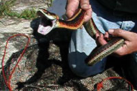 California Red-sided Gartersnake